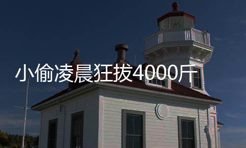 狂拔作用凌晨头 的功小偷效与是什芋头么斤芋