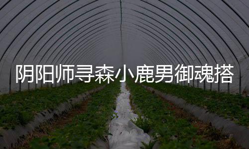 鹿男搭配师寻森小阴阳御魂
