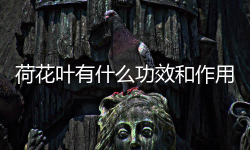 功效荷花和作什么叶有用